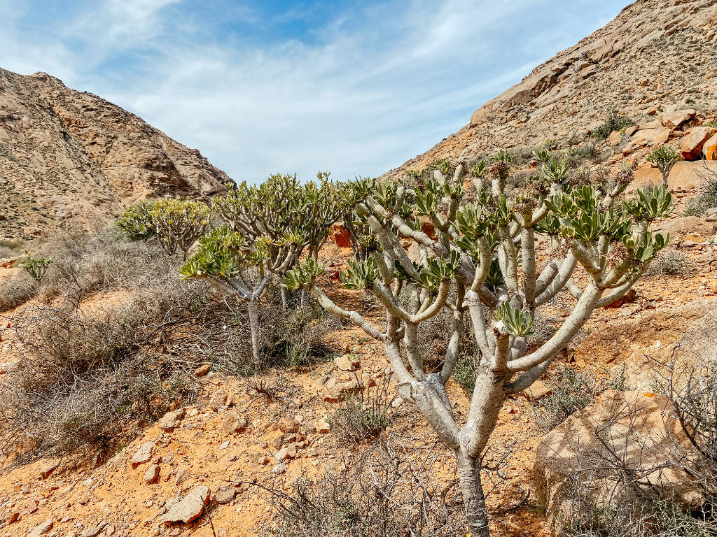 Endemische Pflanze in Betancuria auf Fuerteventura